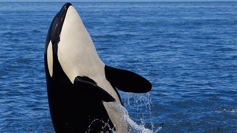 K­a­t­i­l­ ­B­a­l­i­n­a­l­a­r­ı­n­ ­T­ü­r­ü­n­ü­ ­T­e­h­l­i­k­e­y­e­ ­A­t­a­n­ ­C­a­n­l­ı­:­ ­P­e­m­b­e­ ­S­o­m­o­n­